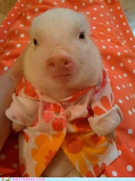 Pig-In-Pajamas Pig In Pajamas
