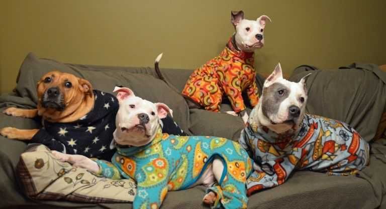 Pitts-In-Pajamas Pitts In Pajamas
