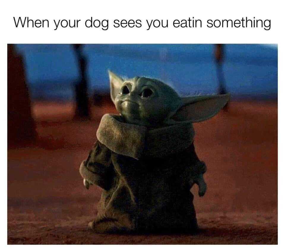 Yoda-Dog-Eating Yoda Dog Eating