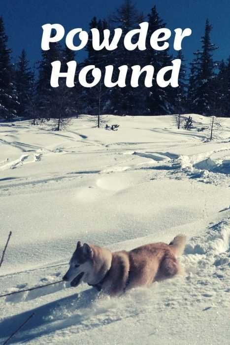 Powder Hound Husky Shredding Pow