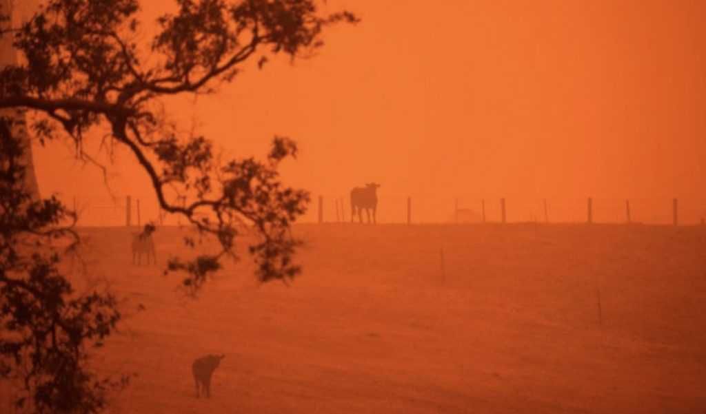 Cow Standing In Smokey Field A Cow In A Field Colored By Reflection Of Raging Wildfires