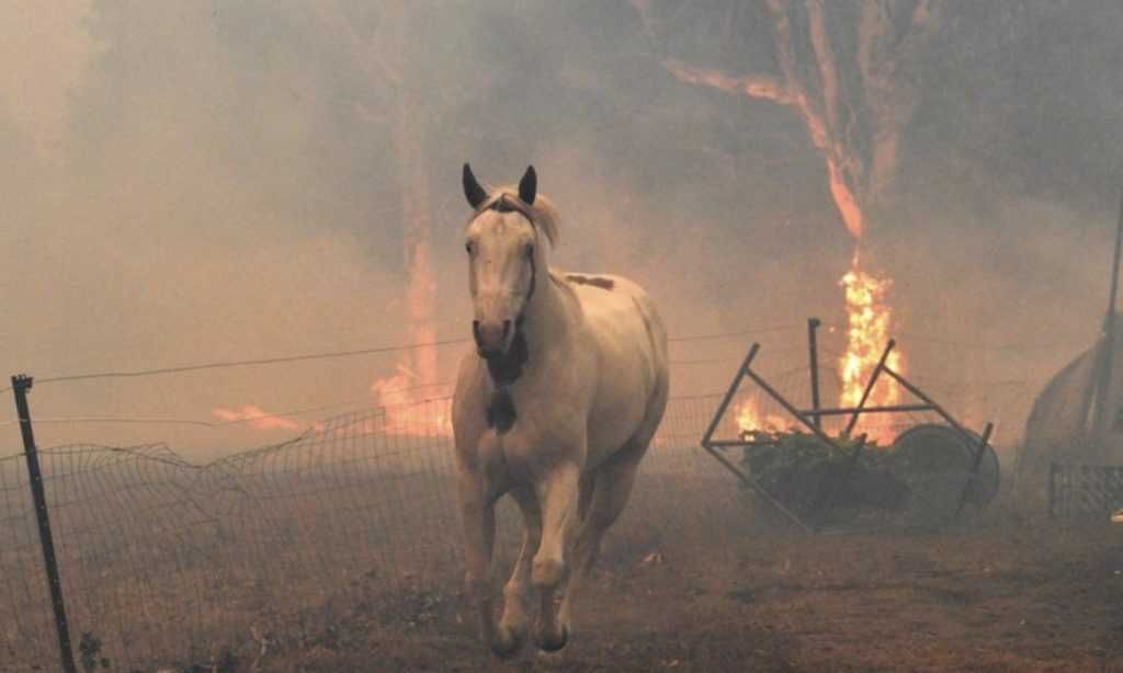 Horse Bolts From Burning Bush A Horse Running Away From Raging Wildfires Which Consumed Its Stable