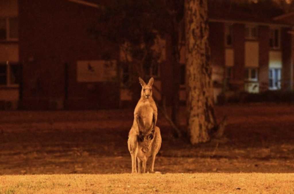 A Kangaroo Watches The Wildfire In Bewilderment Kangaroo Stares At Raging Wildfires