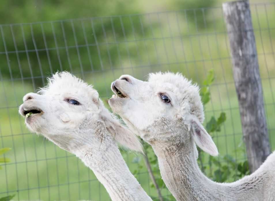 Alpaca-Alpacas-Animals-Cute-Animals-1595660 Alpaca Alpacas Animals Cute Animals 1595660