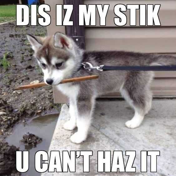Animal-Cant-Have Animal Cant Have