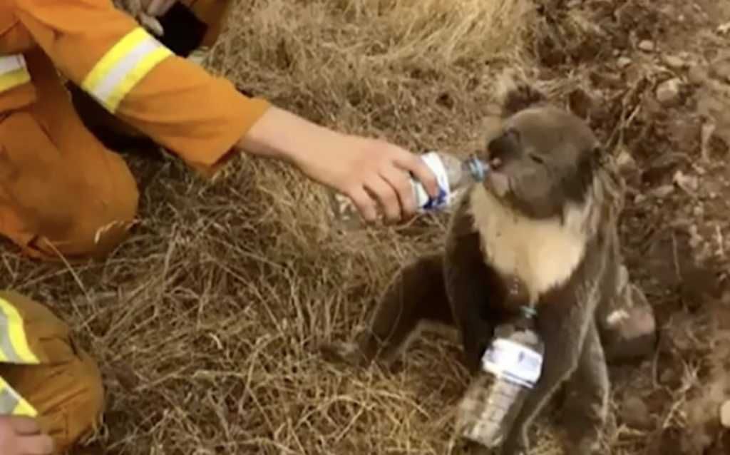 Rescue Koala Drinking Water From Rescuer Koala Drinking Water From A Bottle Held By Rescuer