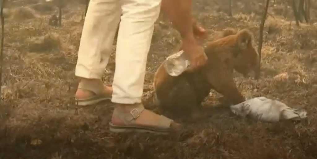 Woman Rescues Koala Trapped In Wildfire A Woman Pours Water On Koala Suffering Burns From Raging Wildfires
