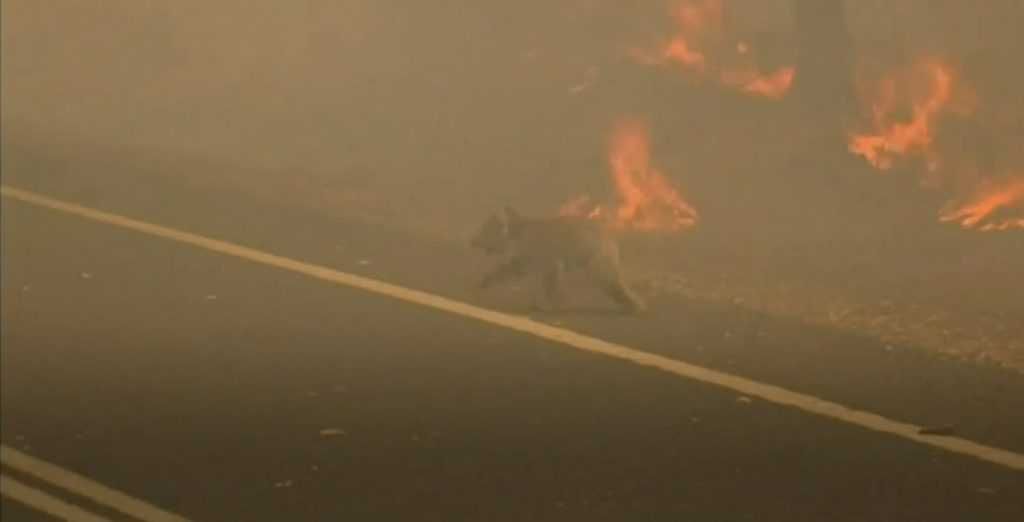 Koala Survives Australian Wildfire Koala Escapes Raging Wildfires By Crossing Road