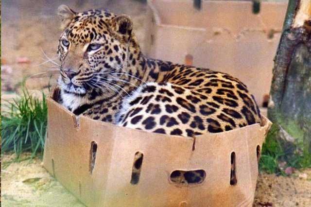 Big-Cat-1 Big Cat 1