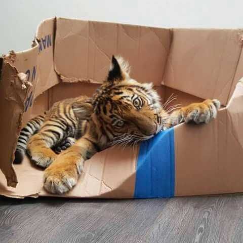 Big-Cat-10 Big Cat 10