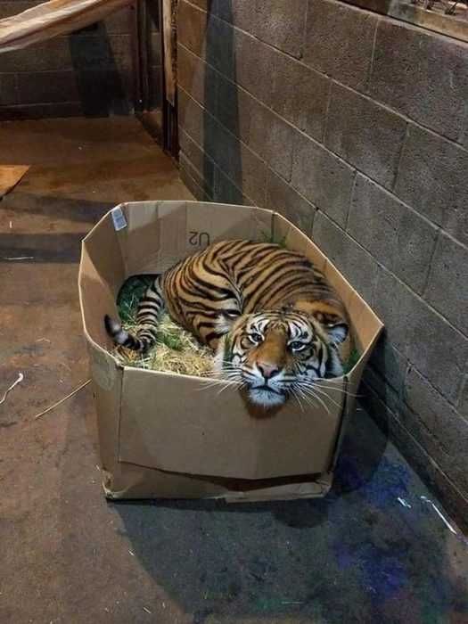 Big-Cat-13 Big Cat 13