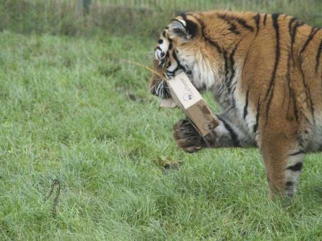 Big-Cat-5 Big Cat 5