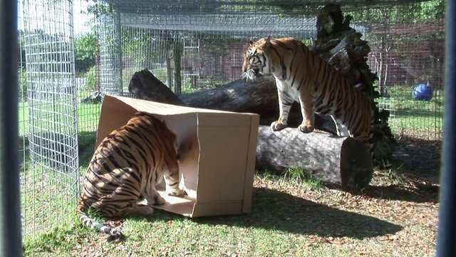 Big-Cat-7 Big Cat 7