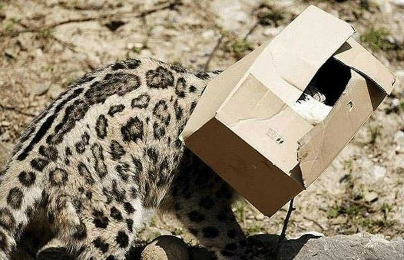 Big-Cats-14 Big Cats 14