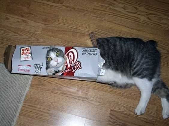 Cat-Box-Dr-Pepper Cat Box Dr Pepper