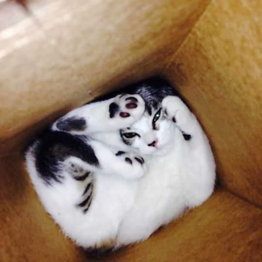 Cat-Box Cat