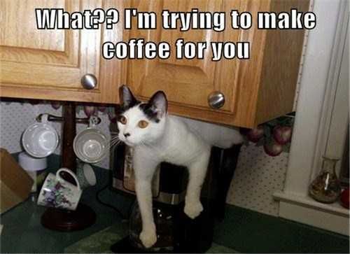 Cat-Coffee-Stuck Cat Coffee Stuck
