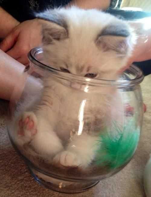 Cat-Jar-Kitty Cat Jar Kitty