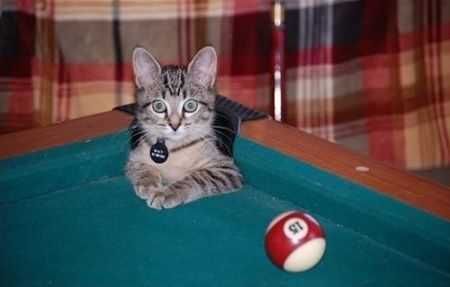 Cat-Pool-2 Cat Pool 2