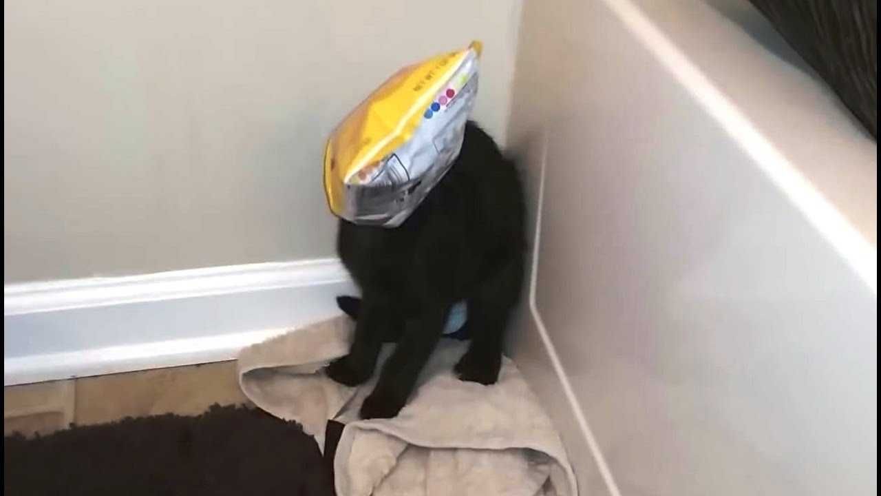 Cat-Potato-Chip-Bag Cat Potato Chip Bag