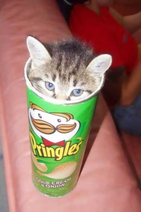Cat-Prigle-Can Cat Prigle Can