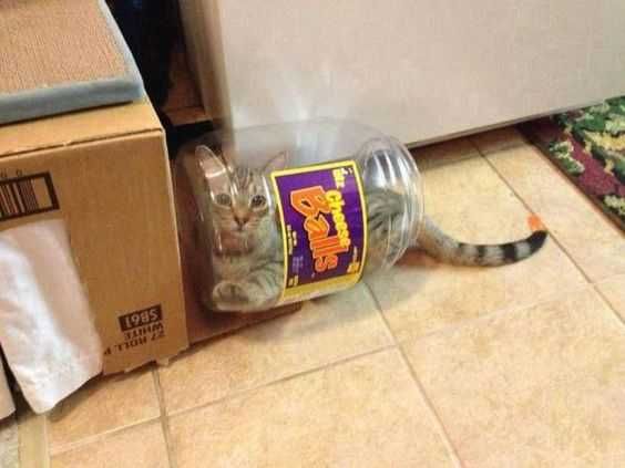 Cat-Puff-Bottle Cat Puff Bottle