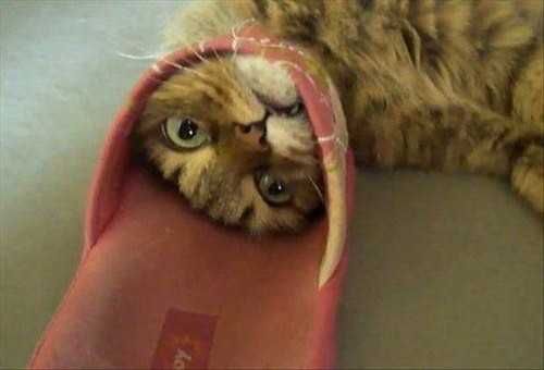 Cat-Shoe Cat Shoe