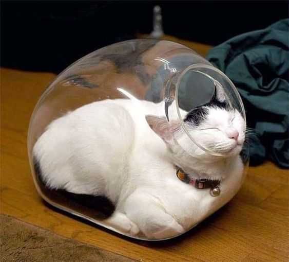 Cat-Smile-Jar Cat Smile Jar