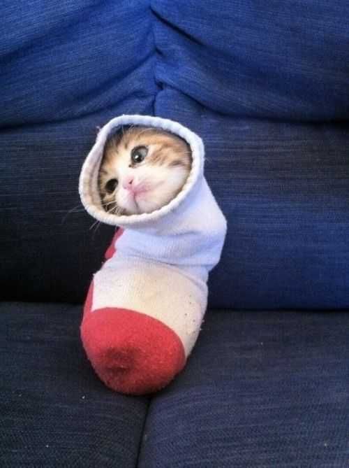 Cat-Sock Cat Sock