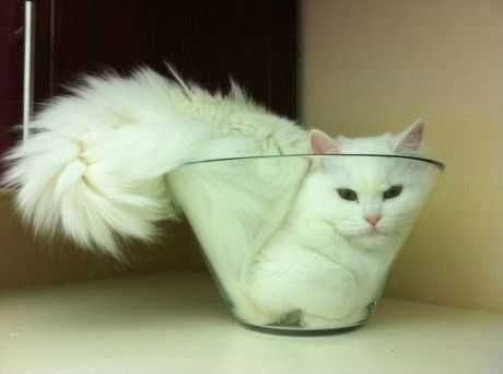 Cat-Stuck-Bowl Cat Stuck Bowl