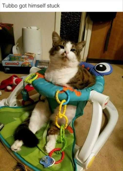 Cat-Tubbo Cat Tubbo
