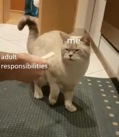 Funny-Adult-Cat Funny Cat Pictures Cat Shirking Responsibility Meme