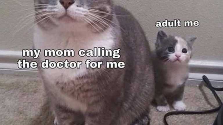 Funny-Adult-Me Funny Cat Pictures Mom Calling Doctor Cat Meme