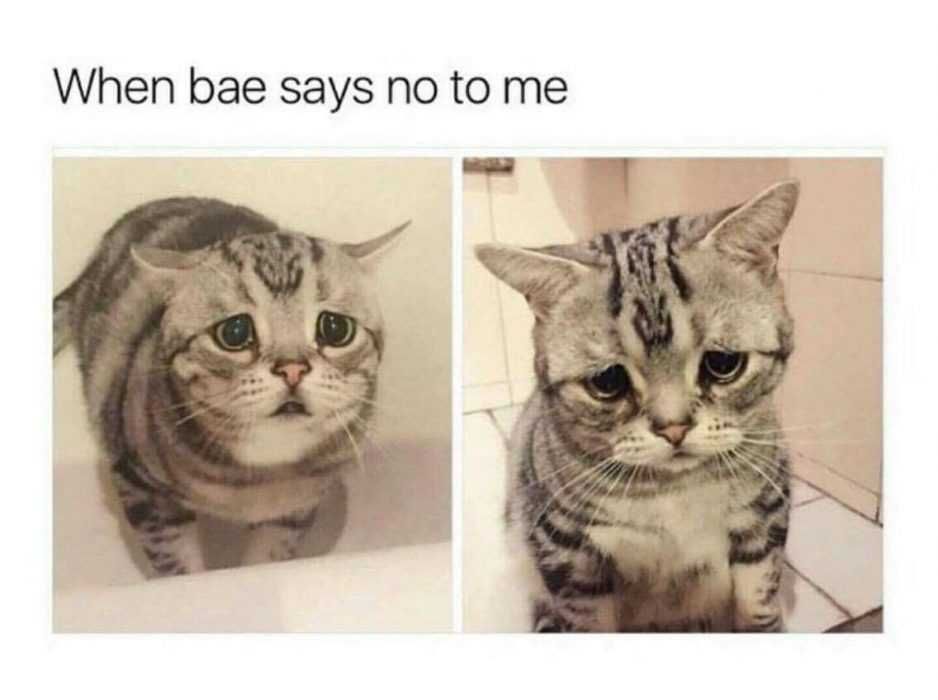 Funny-Bae-No Funny Cat Pictures Cat Disappointed Meme