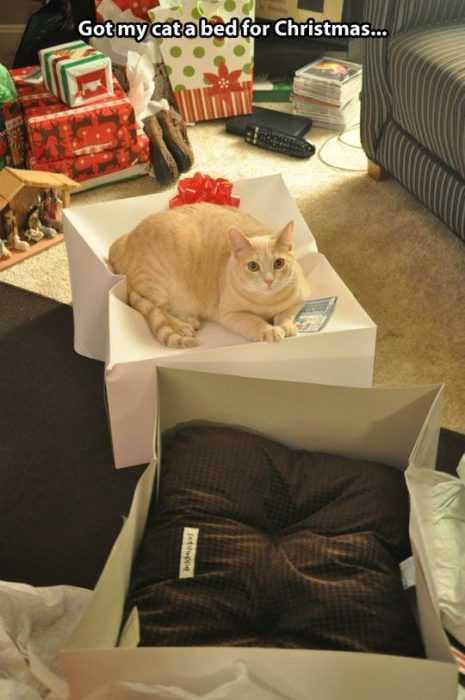 Funny-Bed-Cat Funny Bed Cat