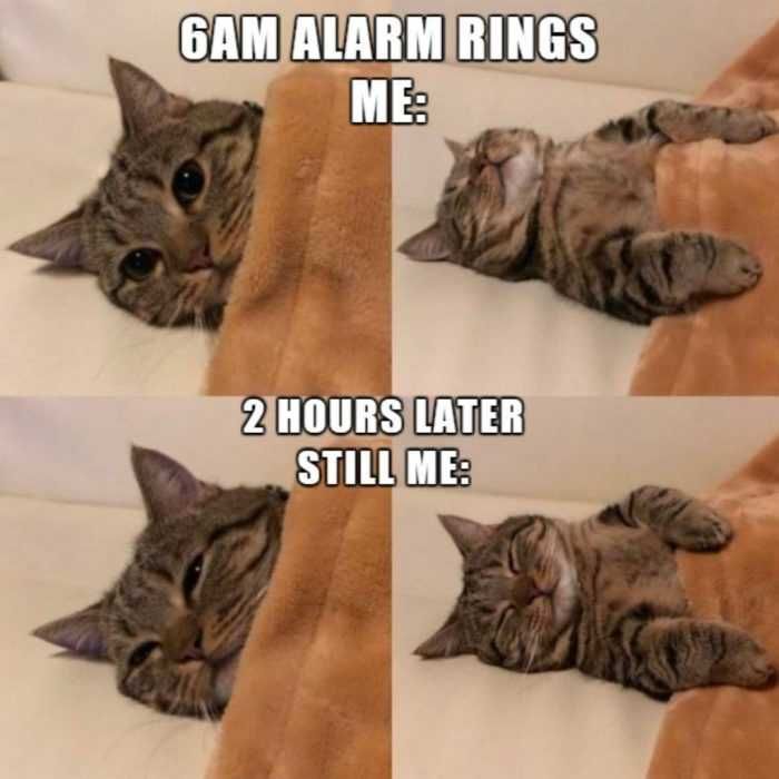 Funny-Cat-6-Alarm Funny Cat Pictures Cat Rolling Over And Falling Asleep