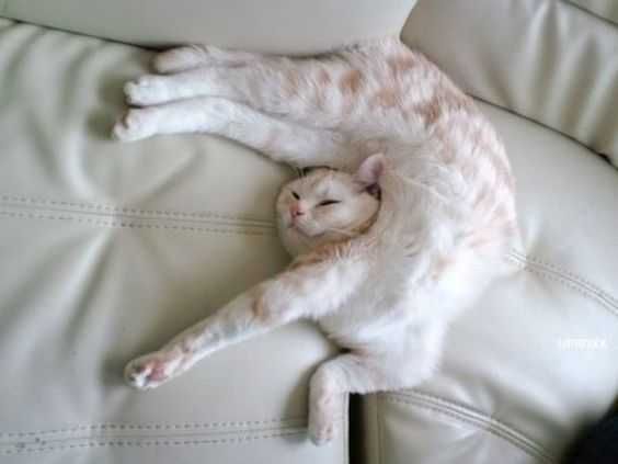 Funny-Cat-Bendyt Funny Cat Bendyt