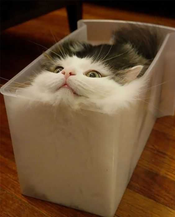 Funny-Cat-Box Funny Cat