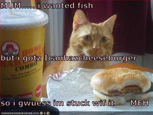 Funny-Cat-Burger Funny Cat Burger
