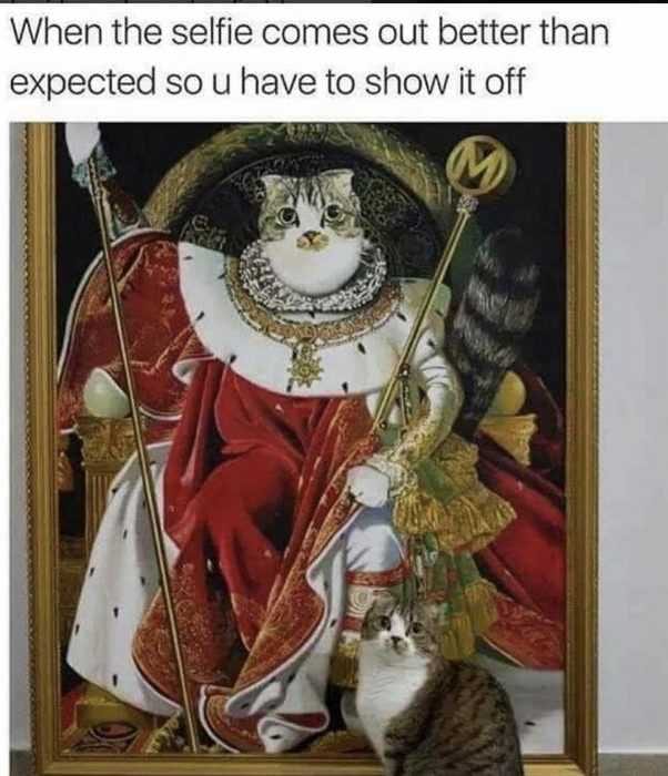Funny-Cat-Selfie Funny Cat Selfie