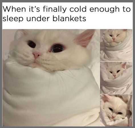 Funny-Cat-Sleep Funny Cat Sleep