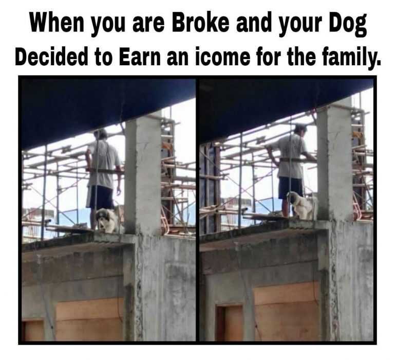 Funny-Dog-Earn Funny Dog Earn