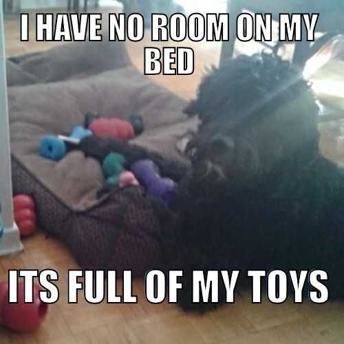 Funny-Dog-Toys Funny Dog Toys