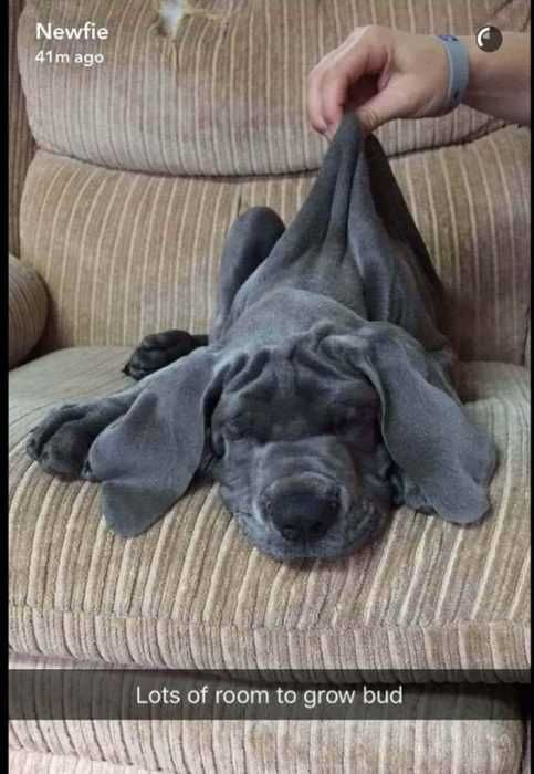 Funny-Dog-Wrinkle Funny Dog Wrinkle