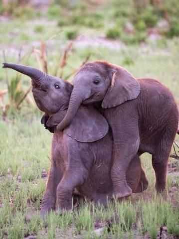 Funny-Elephant-Brothers-1 Funny Elephant Brothers 1