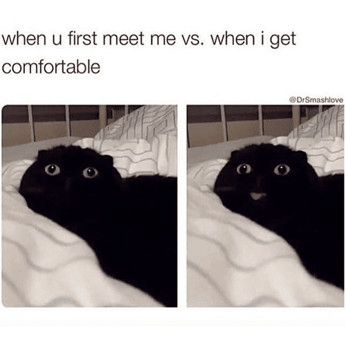 Funny-First-Meet-Me Funny Cat Pictures First Impression Cat Meme