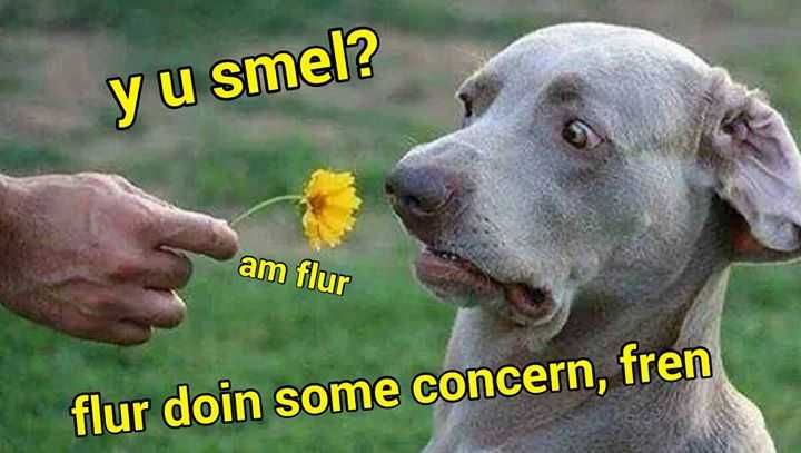 Funny-Flower Funny Flower