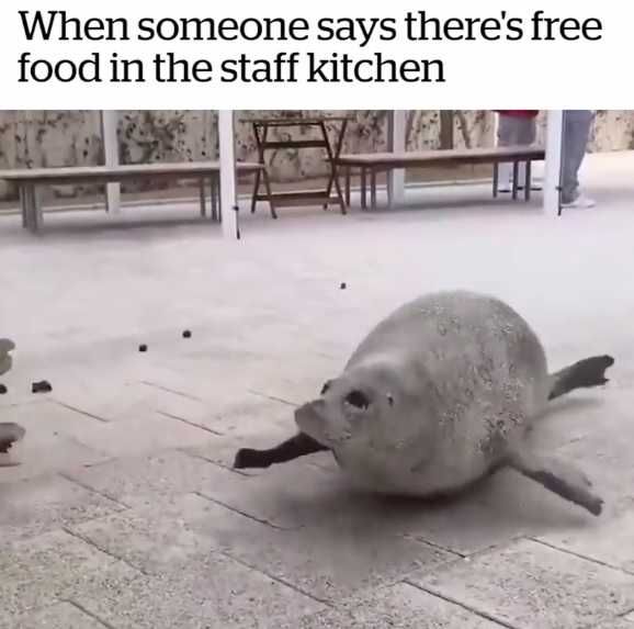 Funny-Free-Food Funny Free Food