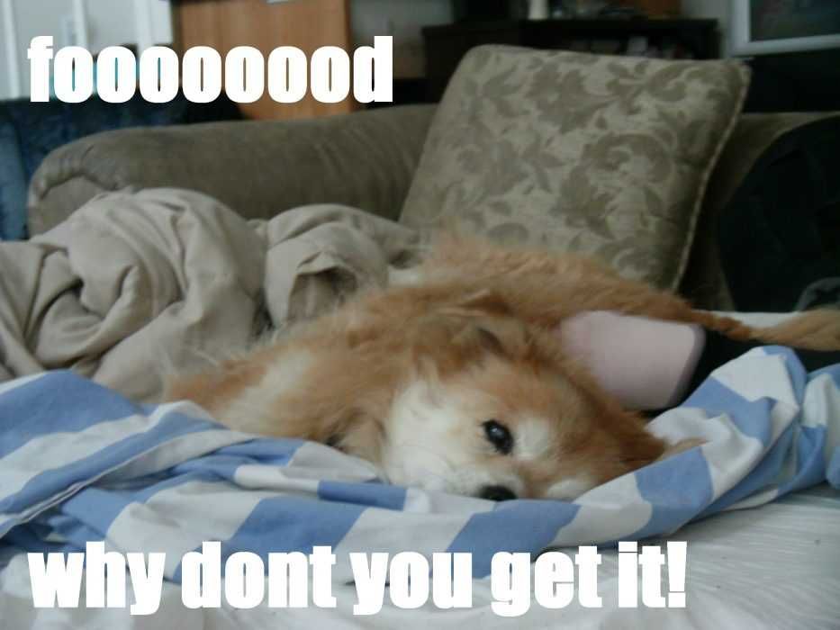 Funny-Lazy-Food Funny Lazy Food