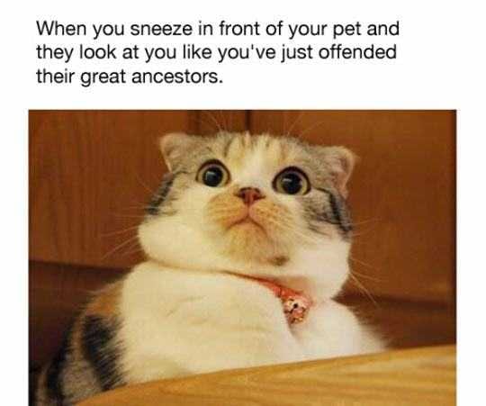 Funny-Look-Ancestors Funny Look Ancestors